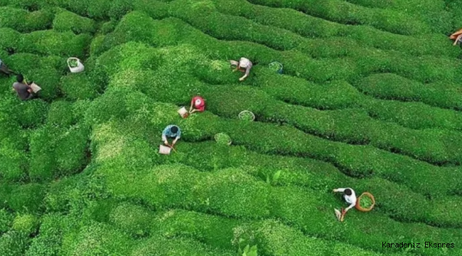 Rize'de yeni yaş çay sezonu için hazırlıklar başladı