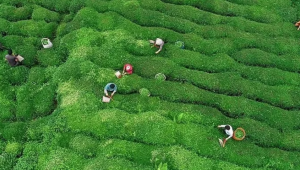 Rize'de yeni yaş çay sezonu için hazırlıklar başladı