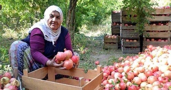 Zivzik Narı: Bu nar için 