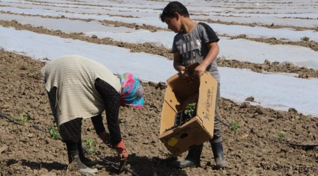 Bafra Ovası’nda çiftçiler ilk fideleri toprakla buluşturuyor!