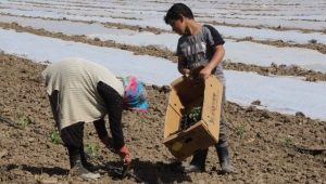 Bafra Ovası’nda çiftçiler ilk fideleri toprakla buluşturuyor!