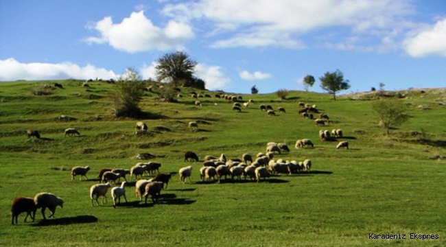 Balıkesir İl Mera Komisyonu mera alanını maden şirketine verdi iddiası!..