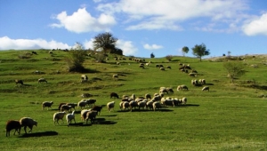 Balıkesir İl Mera Komisyonu mera alanını maden şirketine verdi iddiası!..