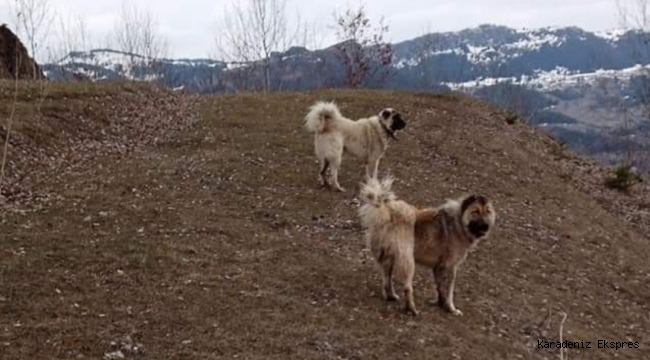 Bir kadın köpeğe yemek ve su veriyordu.. 