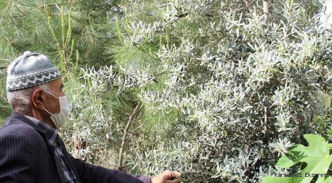 Çöplüğü ormana çevirdi, diktiği ağaçlara gözü gibi bakıyor