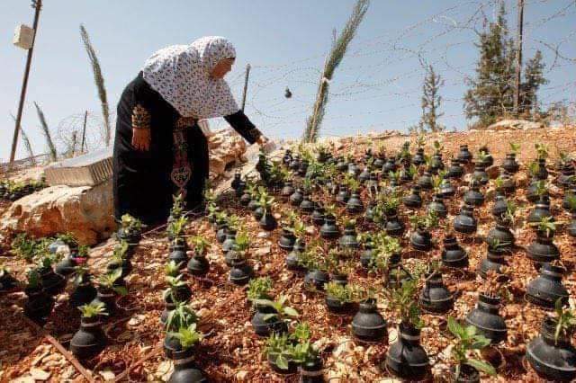 Filistinli bir annenin İsrail askerlerince atılan bomba kapsüllerine ektiği çiçekler... 