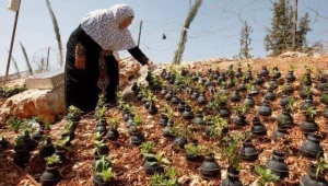 Filistinli bir annenin İsrail askerlerince atılan bomba kapsüllerine ektiği çiçekler... 