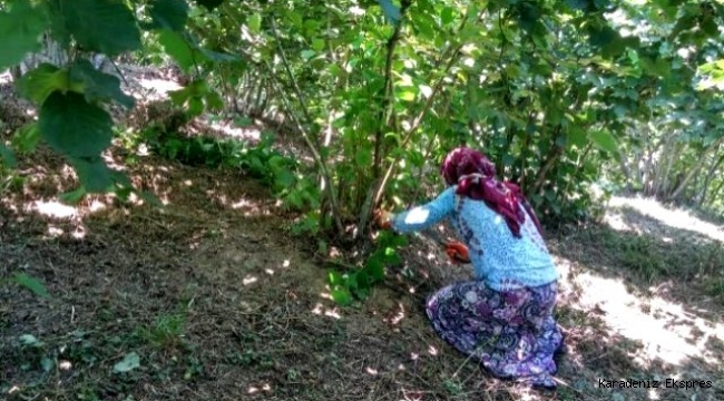 Fındık bahçelerinde ilaçlama ve temizlik zamanı