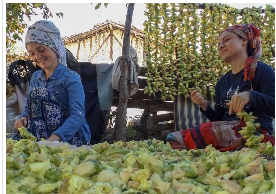 Fındık toplanmadan üreticinin emeğini çalmaya başladılar