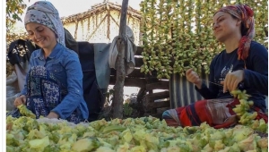 Fındık toplanmadan üreticinin emeğini çalmaya başladılar