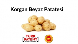 Korgan Beyaz Patatesi Coğrafi İşaret çalışmaları devam ediyor 