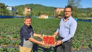 ORDU'DA ÇİLEK ÜRETİMİ ARTIYOR