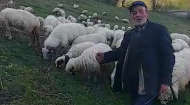 Ordu'da Koyun sürüleri yayla yolunda 