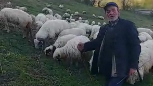 Ordu'da Koyun sürüleri yayla yolunda 