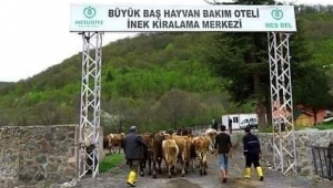 Ordu'nun Mesudiye ilçesindeki 'Büyükbaş Hayvan Bakım Oteli