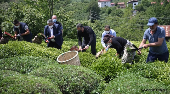 Ordu'nun Perşembe İlçesinde çay hasadı başladı