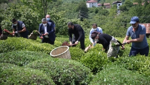 Ordu'nun Perşembe İlçesinde çay hasadı başladı