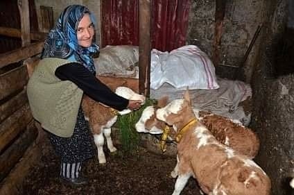 ORDU ULUBEY’DE 2 YAŞINDAKİ İNEK ‘ÜÇÜZ’ DOĞURDU