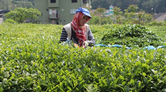 Rize'de 'çay göçü' uyarısı: Kente 30 bin kişi geldi