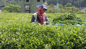 Rize'de 'çay göçü' uyarısı: Kente 30 bin kişi geldi