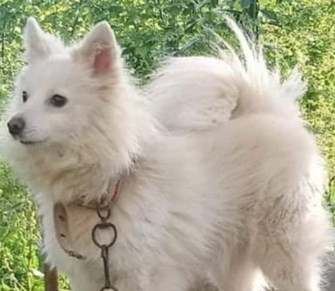 TÜRK BEKÇİ ve Ev KÖPEĞİ: TONYA FİNOSU