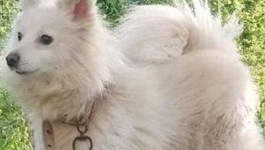TÜRK BEKÇİ ve Ev KÖPEĞİ: TONYA FİNOSU 