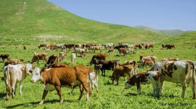 Türkiye İçin Yerli Irkların Önemi Artmakta 