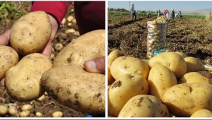  TÜRKİYE'YE PATATES DAĞITAN AYBASTI, DIŞARDAN PATATES ALAN İLÇE DURUMUNA DÜŞTÜ