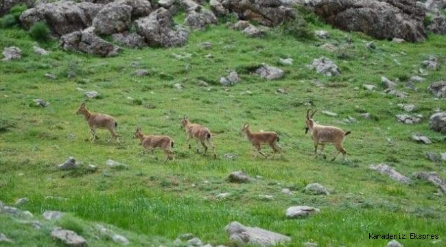 YABAN HAYATININ DOĞU ANADOLU'DAKİ EVİ: 'MUNZUR VADİSİ MİLLİ PARKI' 