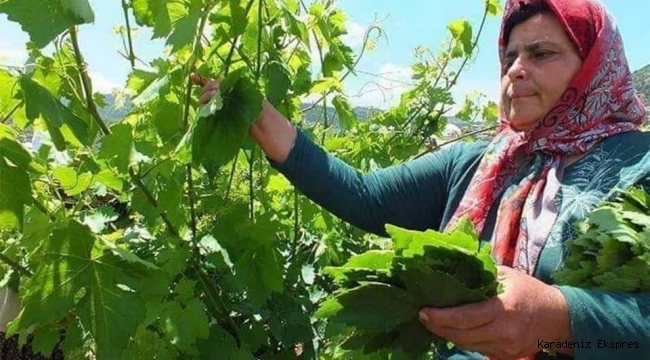 Yaprak Sarması Tokat 'tan Sorulur 