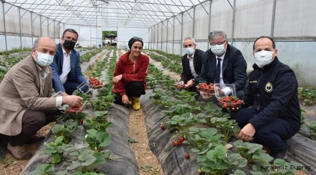 Fatsa Kaymakamı Ömer Lütfi YARAN ve beraberindeki heyet Fatsalı üreticileri ziyaret etti