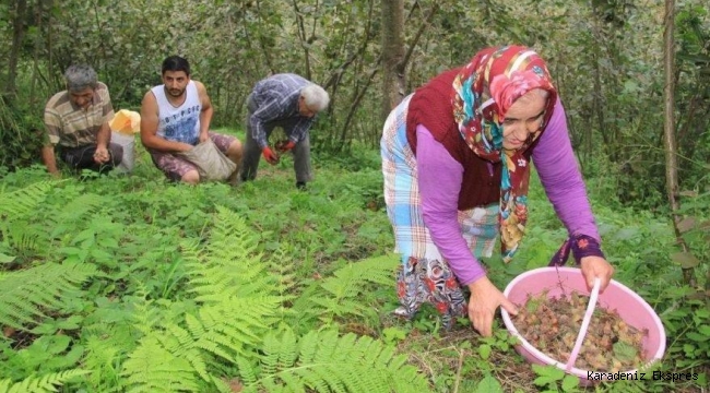 Fındıkta 35 TL'nin aşağısında bir fiyat kabul etmiyoruz