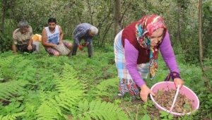 Fındıkta 35 TL'nin aşağısında bir fiyat kabul etmiyoruz