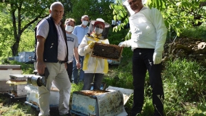 Ordu Gürgentepe'li Genç Çiftçimiz 40 Kovan Arısını 100 Kovana Çıkarttı