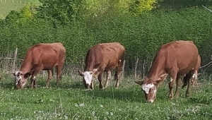 HAYVAN HIRSIZLARI SİVAS'TA YAKALANDI 