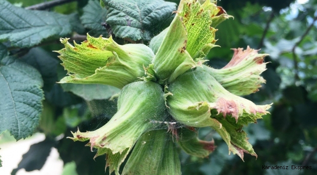 Karadeniz Bölgesi Milletvekilleri 'Fındık Taban Fiyatı' Konusunda Toplantı Yaptılar