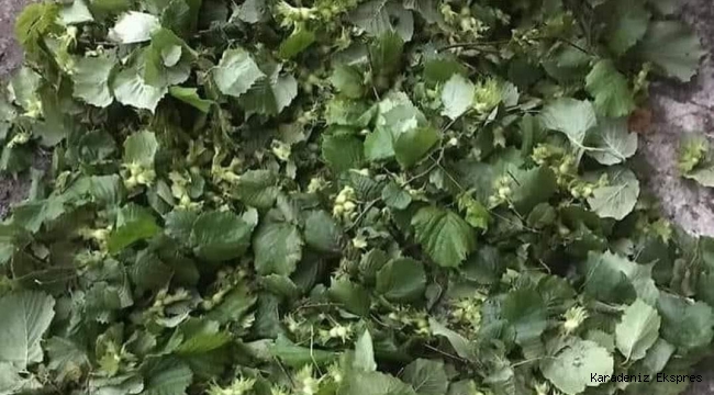KARADENİZ BÖLGESİNDE DOLU YAĞIŞI FINDIĞI DÖKTÜ