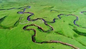 Karadeniz'in menderesleriyle ünlü Perşembe Yaylası doğaseverleri ağırlıyor