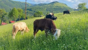 Küçükbaş ve büyükbaş hayvan kurbanlık fiyatları ne kadar ?