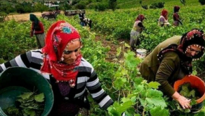 NECMİ ÖZYURT’tan, ACI AMA GERÇEK ! İMECE