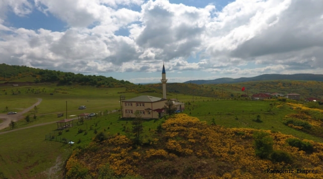 Ordu'nun doğa harikası yaylası orman gülleriyle cezbediyor 