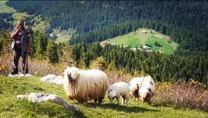 Rize İlimizde Küçükbaş Hayvancılığa Desteğimiz Devam Ediyor