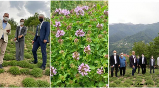 YAYLA KEKİĞİNİN İLK HASADI YAPILDI