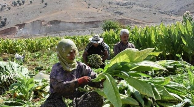 Yetki belgesi almadan tütün ticareti yapanlara 6 yıla kadar hapis cezası