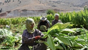 Yetki belgesi almadan tütün ticareti yapanlara 6 yıla kadar hapis cezası