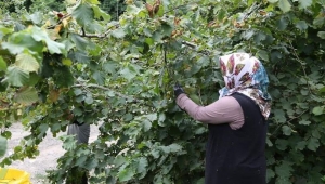 Bakan Pakdemirli: Hasattan Önce Fındık Alım Fiyatlarının Açıklanması İçin Çalışıyoruz