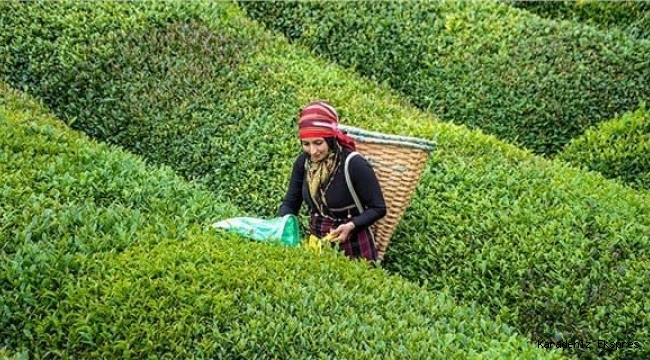 ÇAYKUR yaş çay bedeli ödemelerine başladı