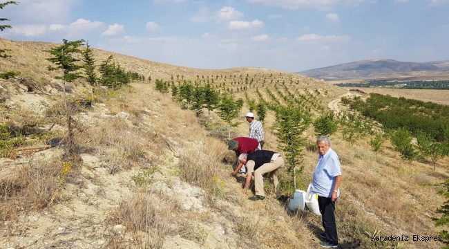 Erzincan'da bir Doğa harikası olan TERS LALE çiçeği 