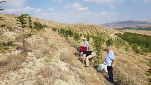 Erzincan'da bir Doğa harikası olan TERS LALE çiçeği 