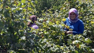 Fındık yevmiye ücretleri belli oldu